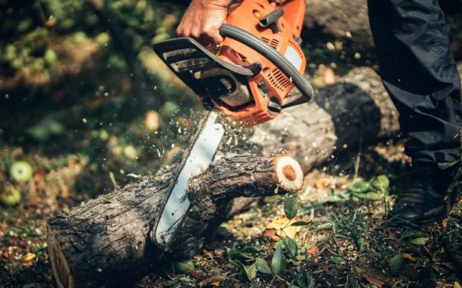 Bakıda qanunsuz ağac kəsən tikinti şirkətinə cinayət işi açılıb