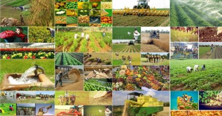 Kənd təsərrüfatında MƏMUR MONOPOLİYASI...