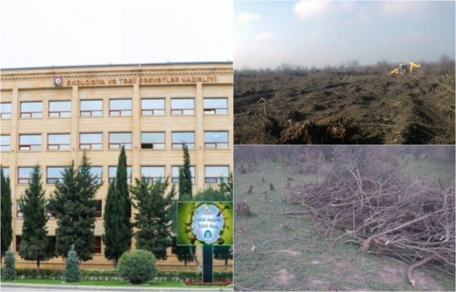 Oğuzda 10, Sabirabadda 50 hektar meşə fond torpaqlarını şumlatdıran Rauf Məmmədovun arxasında kimlər durur