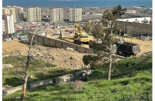 Badamdarda sürüşmə zonasında 40 illik şam ağacları məhv edildi — Yerində obyekt tikən kimdir?/FOTOLAR