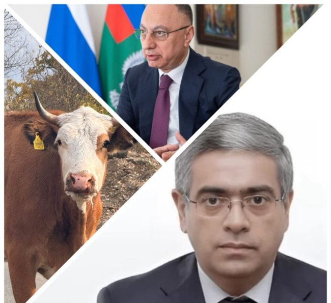 Dabaq xəstəliyi nazirliyin gətirdiyi heyvanlardan yayılıb AQTA arayış hazırlaylıb, amma ictimaiyyətdən gizlədib